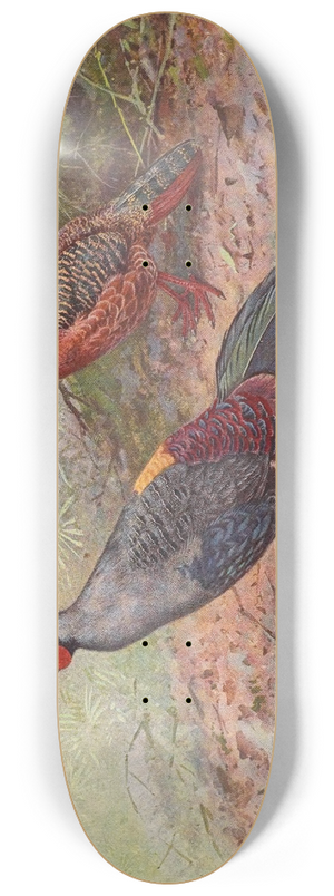George Edward Lodge - Siamese Crested Fireback 8.25 inch art skate deck