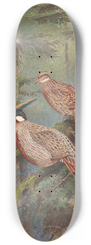George Edward Lodge - The Common Koklass Pheasant 8.25 inch art skate deck