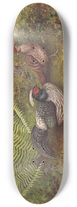 George Edward Lodge - White-Crested Kaleege 8.25 inch art skate deck
