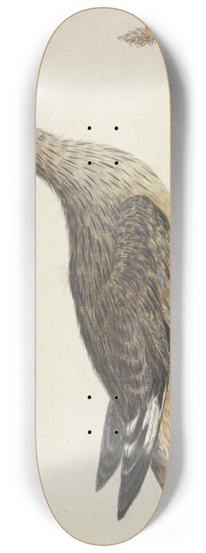 George Edwards - A Stone Curlew 8.25 inch art skate deck