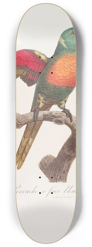 Jacques Barraband - La Perruche  face bleue 8.25 inch art skate deck