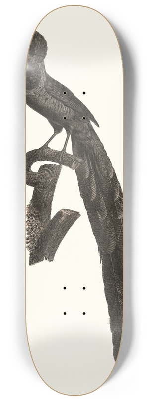 Jacques Barraband - La pie de paradis ou lincomparabale, mle. 8.25 inch art skate deck