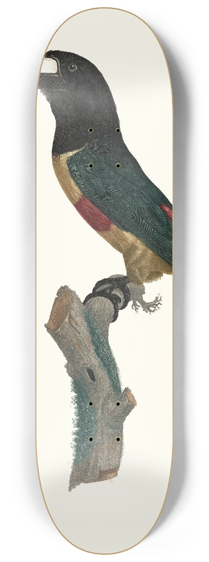 Jacques Barraband - LAracari,  ceinture rouge. 8.25 inch art skate deck