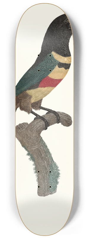Jacques Barraband - LAracari,  double ceinture. 8.25 inch art skate deck