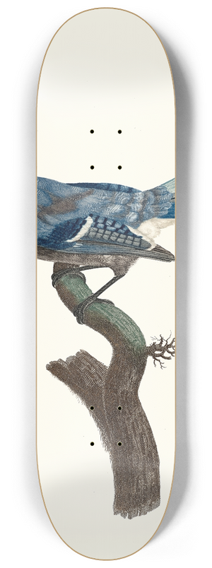 Jacques Barraband - Le Geai Bleu. 8.25 inch art skate deck