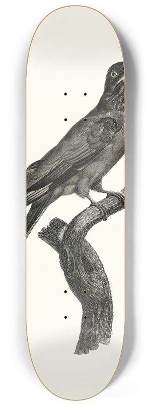 Jacques Barraband - Le Rolle  gorge bleu. 8.25 inch art skate deck