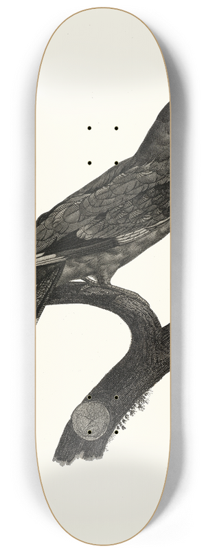 Jacques Barraband - Le Rollier, vari dAfrique. 8.25 inch art skate deck