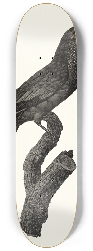 Jacques Barraband - Le Rollier vari des Moluques. 8.25 inch art skate deck