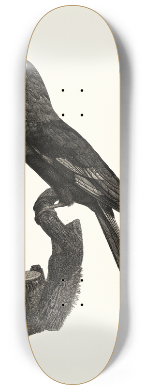 Jacques Barraband - Le Rollier  ventre bleu. 8.25 inch art skate deck