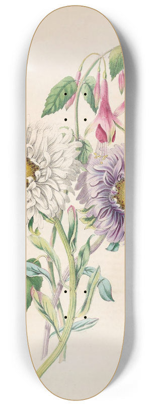James Ackerman - China-Aster And Fuchsia 8.25 inch art skate deck