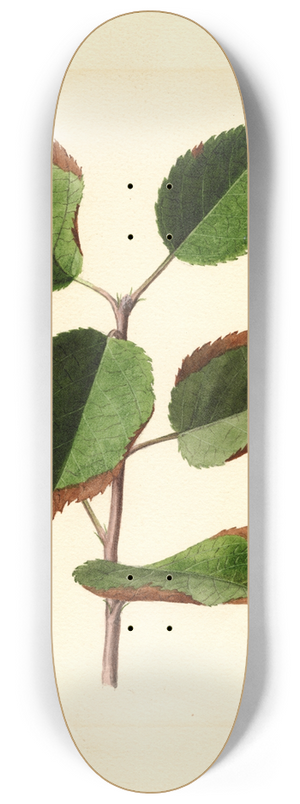 James Marion Shull - Malus domestica 8.25 inch art skate deck