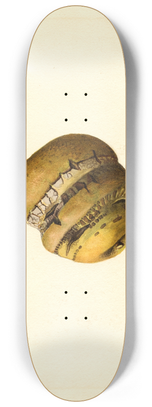James Marion Shull - Malus domestica 8.25 inch art skate deck