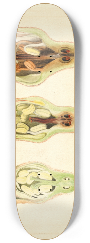 James Marion Shull - Malus domestica 8.25 inch art skate deck