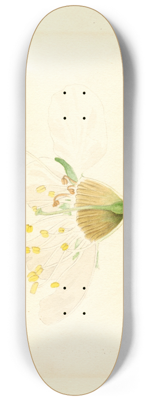 James Marion Shull - Prunus domestica: Burbank 8.25 inch art skate deck