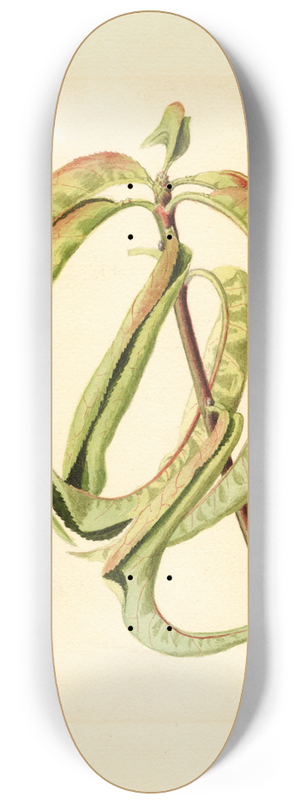 James Marion Shull - Prunus persica 8.25 inch art skate deck