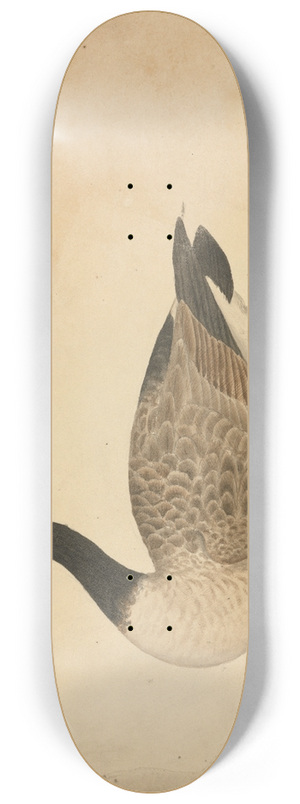 James Sowerby - A Goose 8.25 inch art skate deck