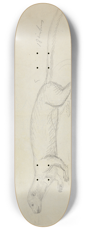 James Sowerby - A Weasel. 8.25 inch art skate deck