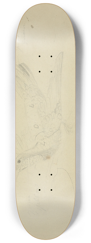 James Sowerby - Bird of Paradise. 8.25 inch art skate deck