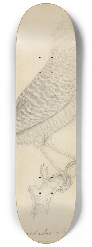 James Sowerby - Tufted Antshrike 8.25 inch art skate deck