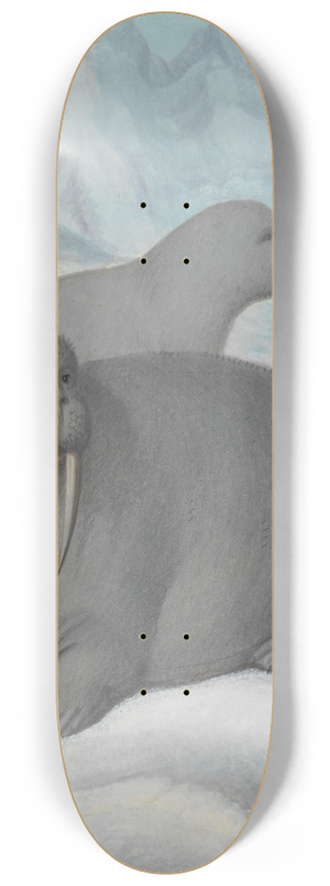 James Sowerby - Tusked Walruses 8.25 inch art skate deck