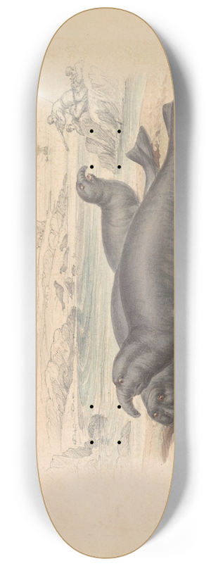 James Stewart - The Elephant Seal 8.25 inch art skate deck
