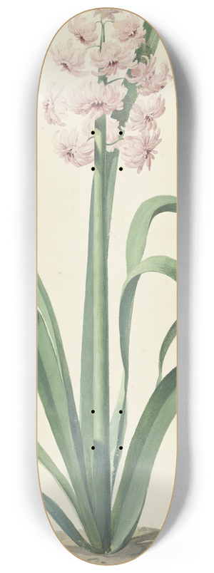 Jan Augustini - De roze hyacint Rex Rubrorum 8.25 inch art skate deck