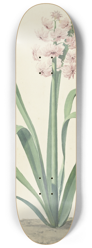Jan Augustini - De roze hyacint Rex Rubrorum 8.25 inch art skate deck