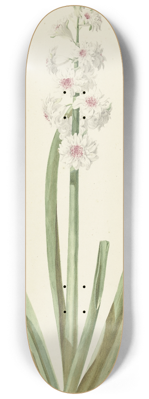 Jan Augustini - De rozewitte hyacint Gloria Florum Suprema 8.25 inch art skate deck