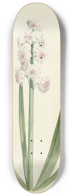 Jan Augustini - De rozewitte hyacint Kroon van Groot Brittanien 8.25 inch art skate deck