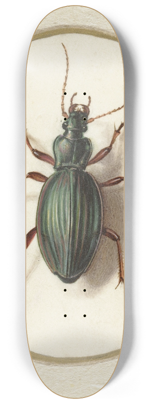 Jan Augustin van der Goes - Gouden loopkever 8.25 inch art skate deck