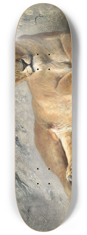 Jan van Essen - Lioness Resting 8.25 inch art skate deck