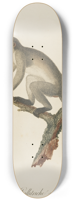 Jean-Baptiste Audebert - Le Callitriche varit a 8.25 inch art skate deck
