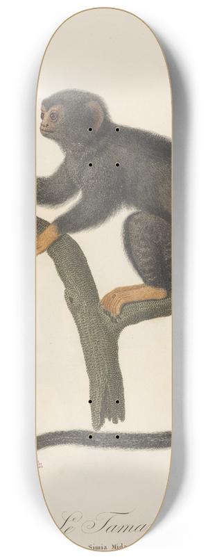 Jean-Baptiste Audebert - Le Tamarin 8.25 inch art skate deck