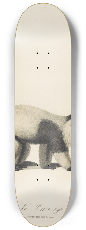 Jean-Baptiste Audebert - Le Vari 8.25 inch art skate deck