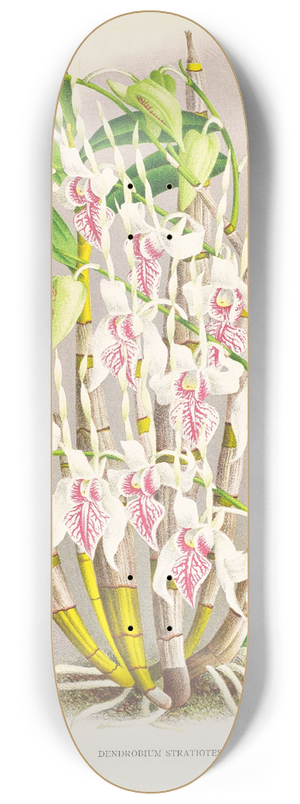 Jean Jules Linden - Dendrobium stratiotes 8.25 inch art skate deck