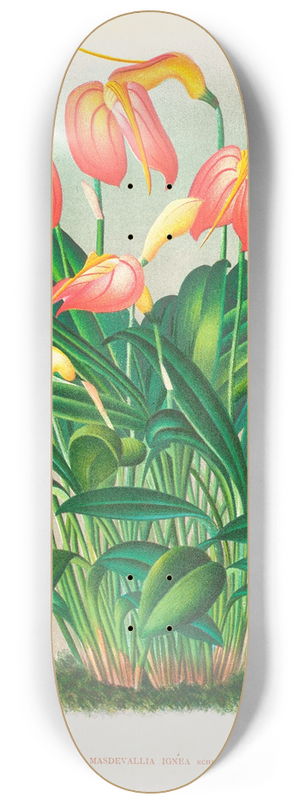 Jean Jules Linden - Masdevallia ignea 8.25 inch art skate deck