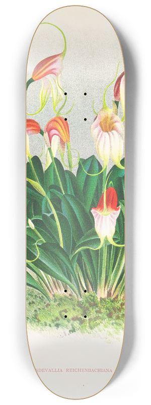 Jean Jules Linden - Masdevallia reichenbachiana 8.25 inch art skate deck