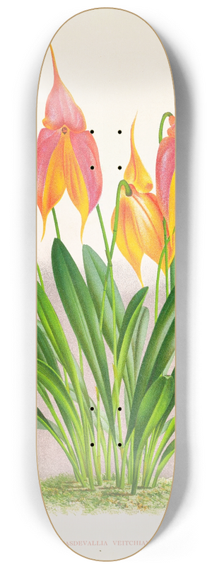 Jean Jules Linden - Masdevallia veitchiana 8.25 inch art skate deck