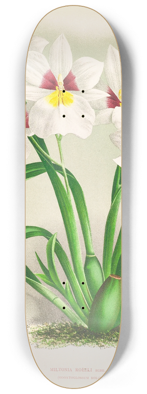 Jean Jules Linden - miltonia roezli 8.25 inch art skate deck