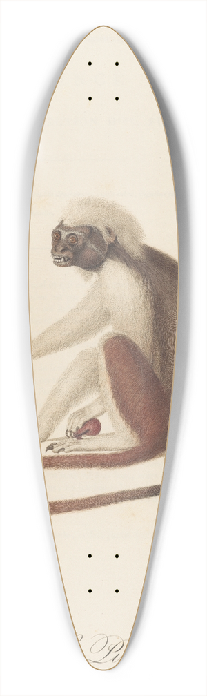 Jean-Baptiste Audebert - Le Pinche 39.3 inch art pintail longboard deck