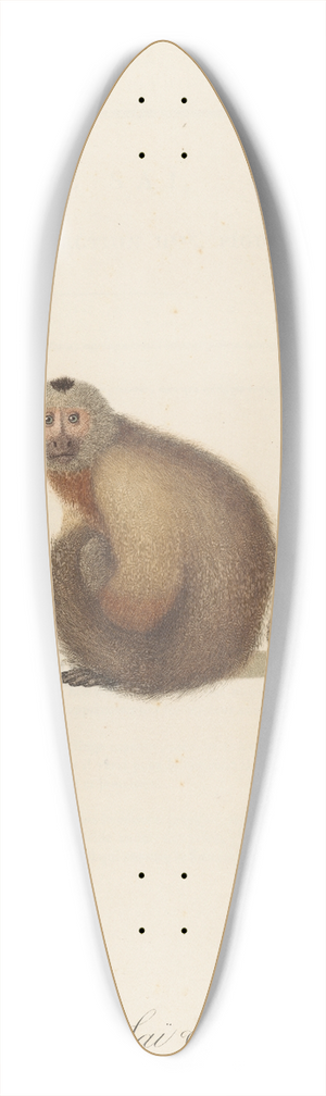 Jean-Baptiste Audebert - Le Sai a gorge blanche varit b 39.3 inch art pintail longboard deck
