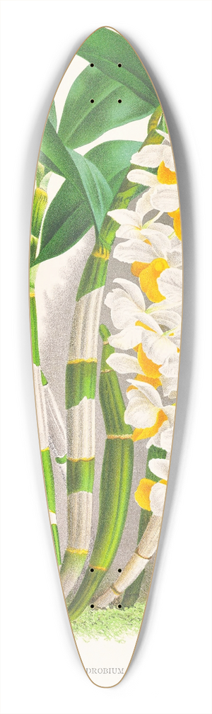 Jean Jules Linden - Dendrobium thyrsiflorum 39.3 inch art pintail longboard deck