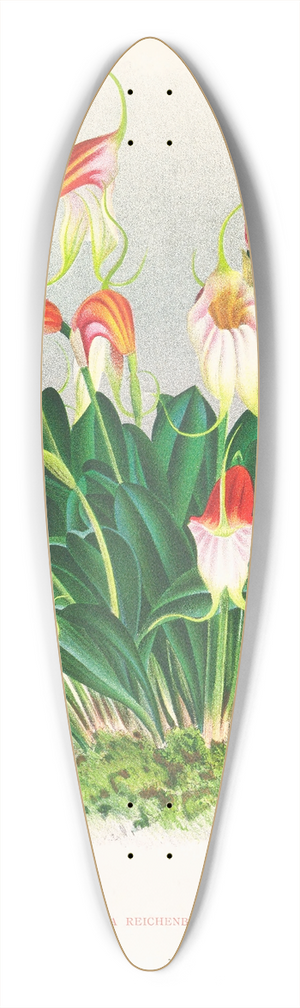 Jean Jules Linden - Masdevallia reichenbachiana 39.3 inch art pintail longboard deck