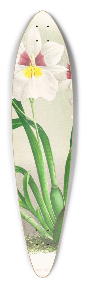 Jean Jules Linden - miltonia roezli 39.3 inch art pintail longboard deck