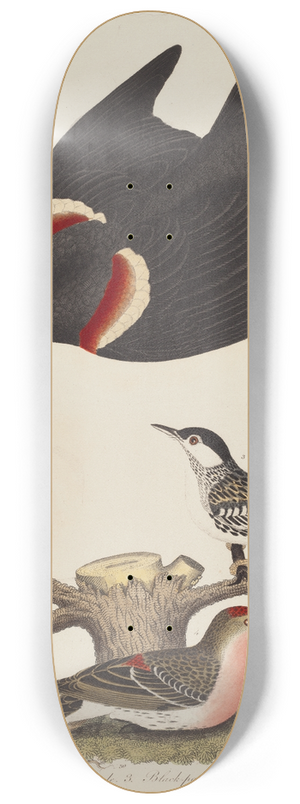 Alexander Lawson - Red-winged Starling, Female Red-winged Starling, Black-poll Warbler, and Lesser Red-poll 8.25 inch art skate deck