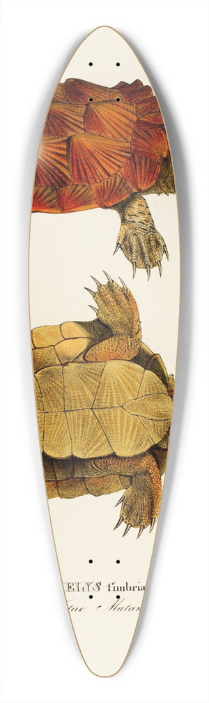 Johann Baptist von Spix - Chelys Fimbriata 39.3 inch art pintail longboard deck