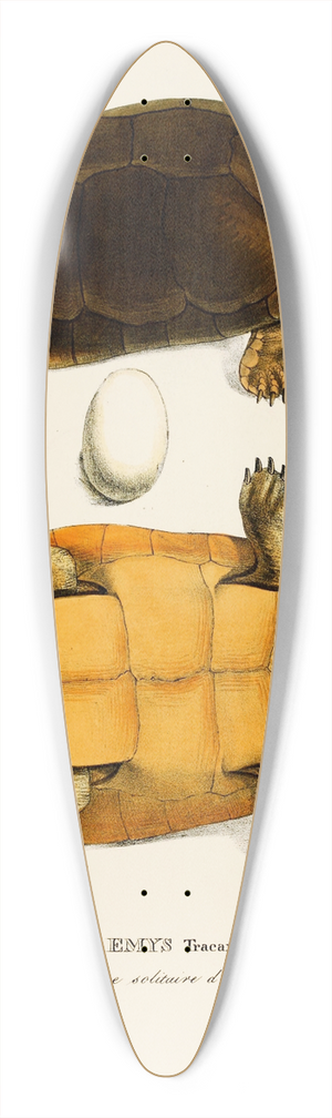 Johann Baptist von Spix - Emys Tracaxa 39.3 inch art pintail longboard deck