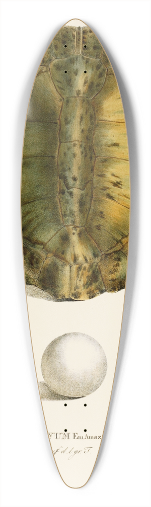 Johann Baptist von Spix - Emys Viridis, Emys Amaz juv 39.3 inch art pintail longboard deck