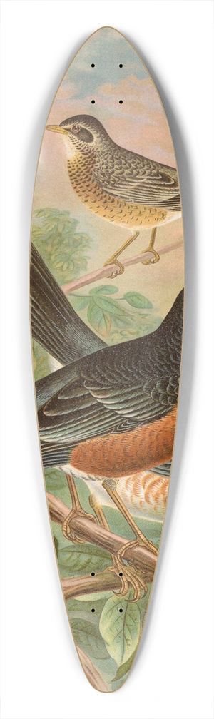 Johann Friedrich Naumann - Turdus migratorius 39.3 inch art pintail longboard deck