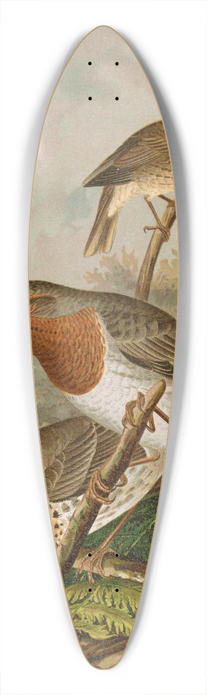 Johann Friedrich Naumann - Turdus ruficollis 39.3 inch art pintail longboard deck